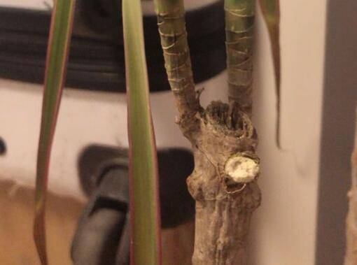 千年木打顶分头技巧_砍头注意事项