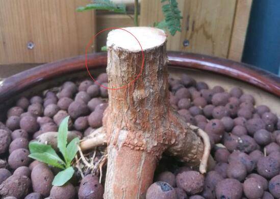 千年木打顶分头技巧_砍头注意事项