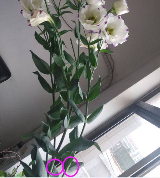 洋桔梗花后修剪方法图解