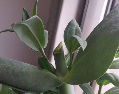 洋桔梗花后修剪方法图解