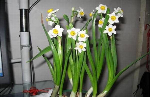 水仙花休眠期的养护要点
