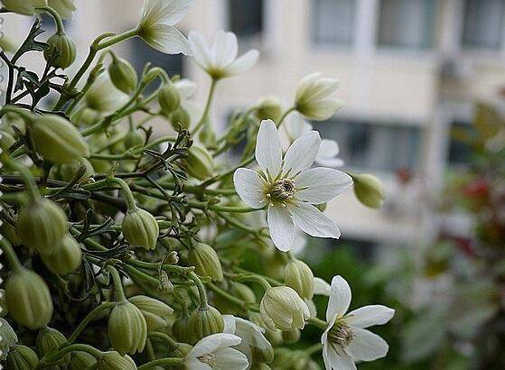 铁线莲银币的过冬养护技巧