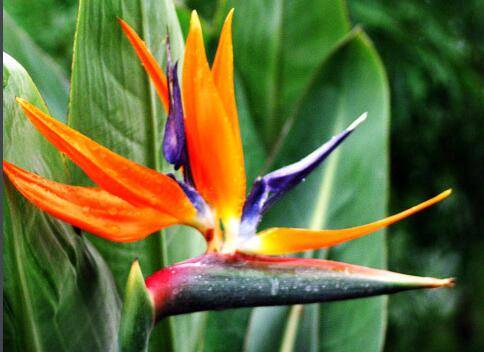 养鹤望兰几天浇一次水好