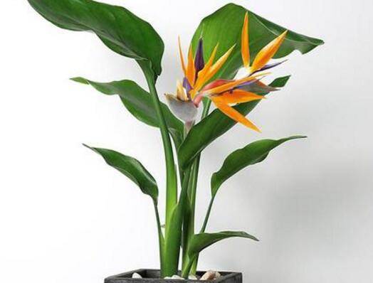 养鹤望兰几天浇一次水好