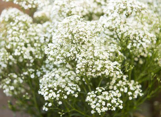 满天星盆栽多开花的养护方法