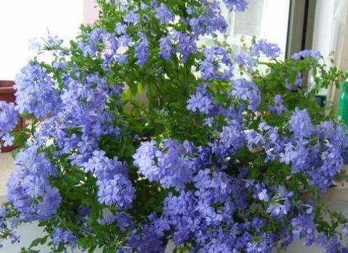 蓝雪花多开花的养护技巧
