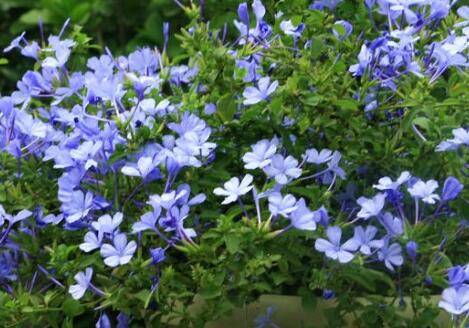 蓝雪花多开花的养护技巧