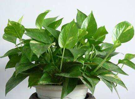 让绿萝越长越茂盛的修剪技巧