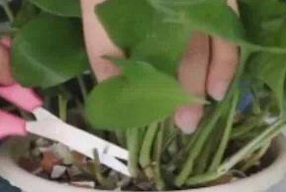 让绿萝越长越茂盛的修剪技巧