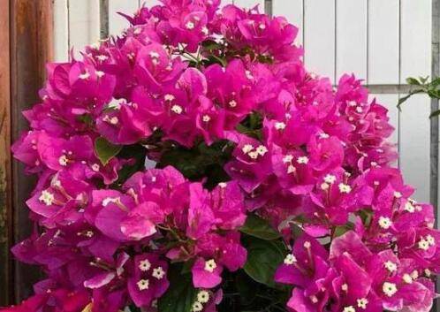 三角梅开花后的正确养护技巧