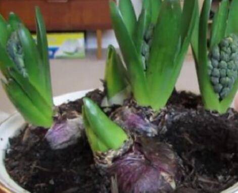 花信子花茎太短茎叶太长怎么办