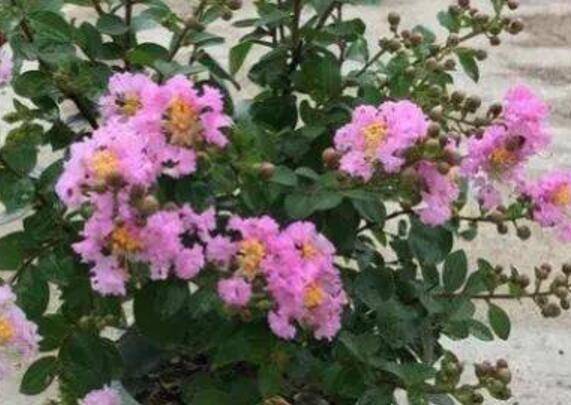 紫薇花花期的正确养护方法