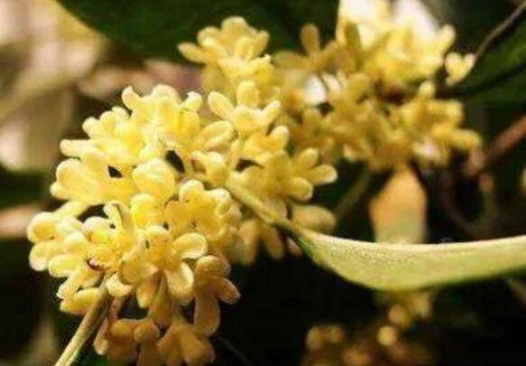 桂花树怎么养枝叶茂盛繁花盛开