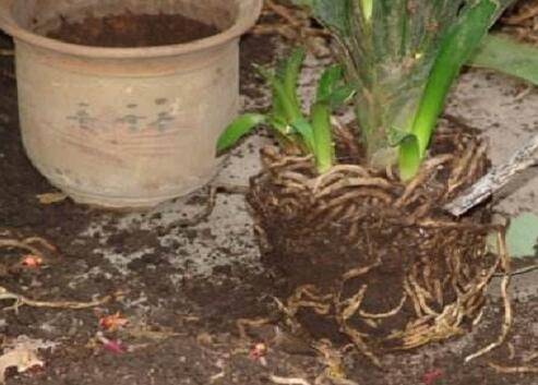 给盆栽花卉换盆注意事项