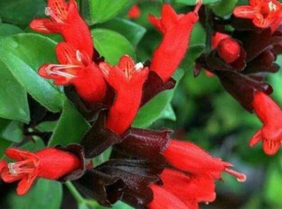 养好口红吊兰的养护要点