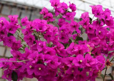 三角梅定根水是什么