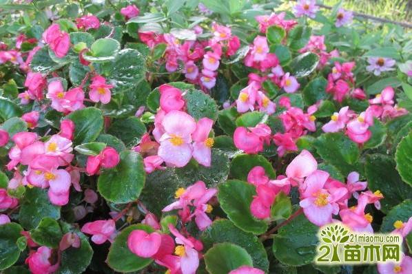 玻璃海棠怎么养能花开不断,玻璃海棠养护注意2