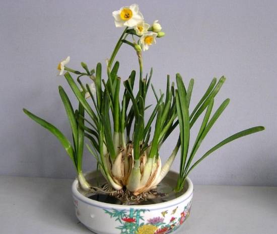 水仙花适合养殖在室内吗 水仙花烂根发臭还能救吗?修根方法介绍