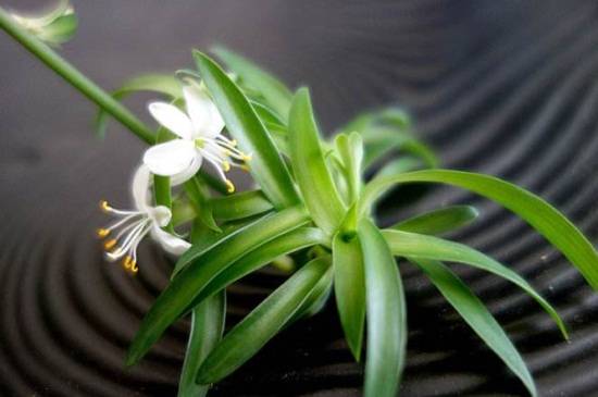 吊兰怎么多长小吊兰?让吊兰多长小吊兰的方法