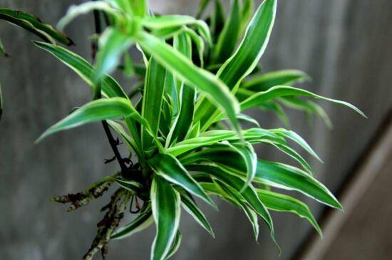 吊兰怎么多长小吊兰?让吊兰多长小吊兰的方法