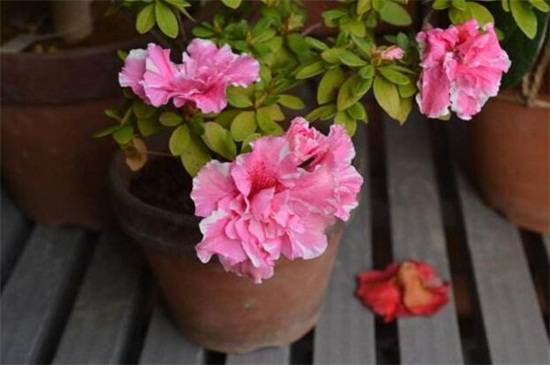 西洋杜鹃花过冬怎么养?做好这4点让它安全越冬