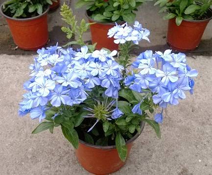 刚买回来的花卉怎么养?7大养护技巧必知