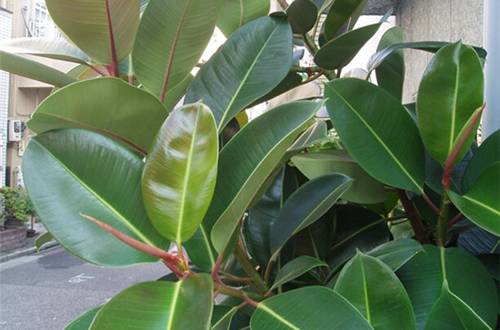 1513152495854654.jpg 观叶植物用什么擦叶子又绿又亮