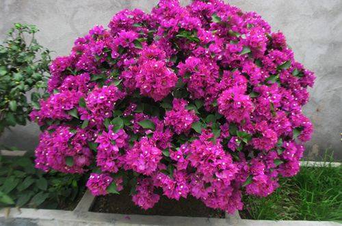 1472610521881376.jpg 三角梅为什么不开花原因分析