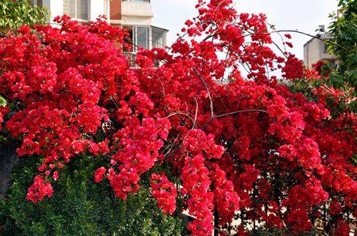 1472610556140597.jpg 三角梅为什么不开花原因分析