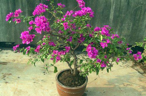 1472610470315293.jpg 三角梅为什么不开花原因分析