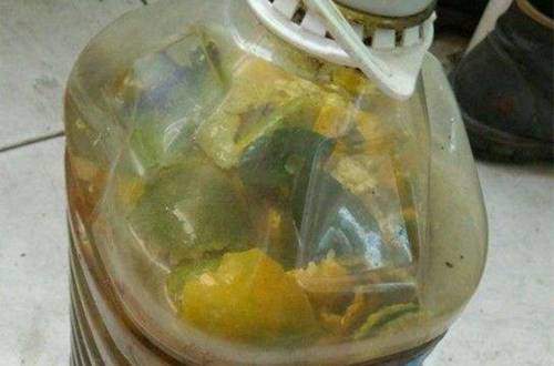 1542555487599518.jpg 橘子皮可以养花吗?看看怎么把橘子皮变“废”为宝