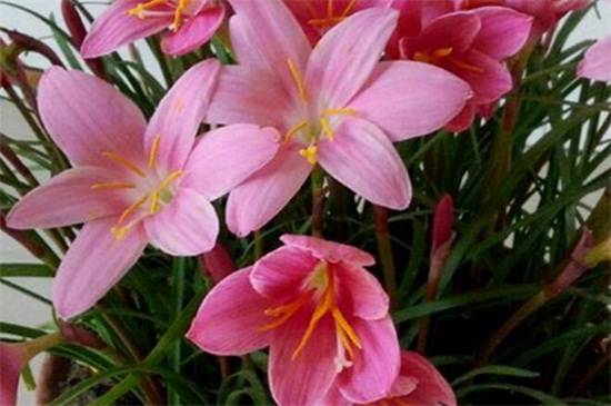 花卉怎么施肥?花卉基础施肥方法