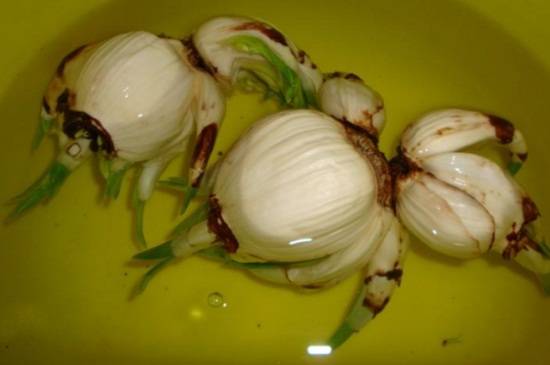 水仙花烂根发臭还能救吗?修根方法介绍