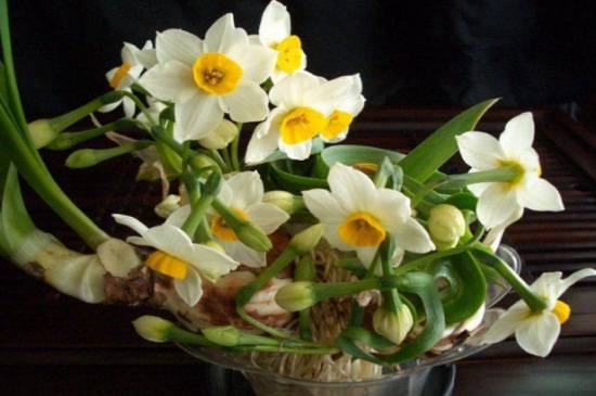 水仙花烂根发臭还能救吗?修根方法介绍