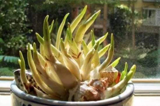 水仙花烂根发臭还能救吗?修根方法介绍