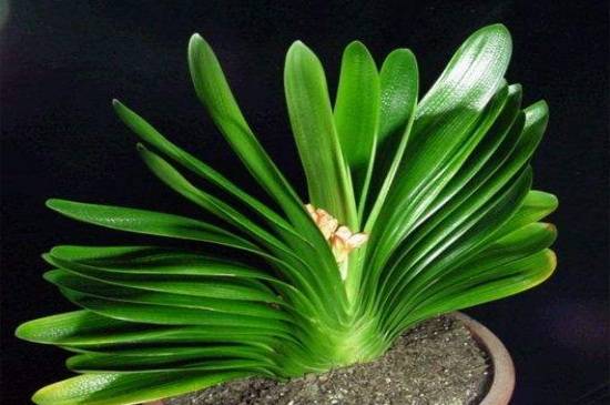 �����������ð׾ƽ�����ȷʹ�÷������ô�����