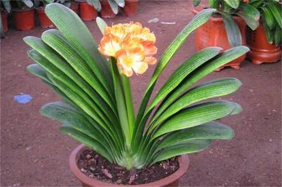 �����������ð׾ƽ�����ȷʹ�÷������ô�����