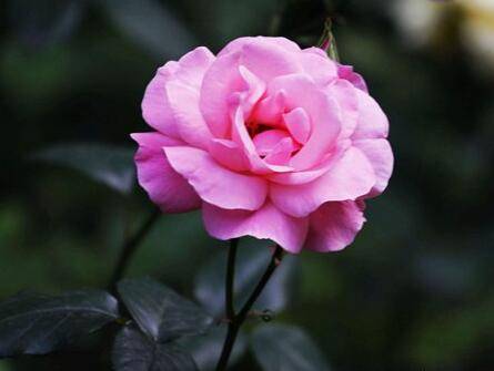 月季花怎么修剪?月季修剪方法