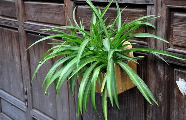 吊兰长得快有什么养护秘诀