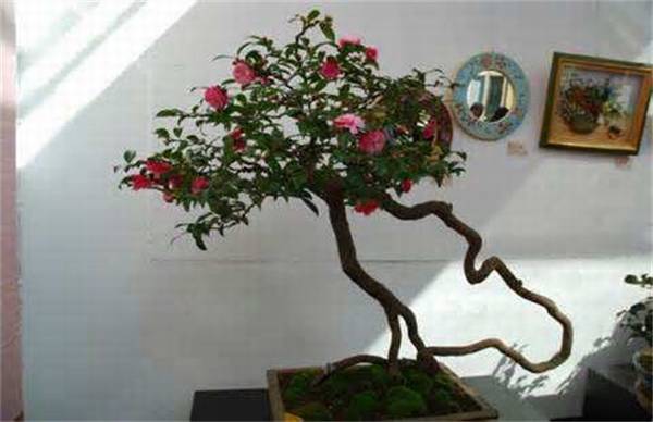 茶花室内养殖方法 六大养护要点注意