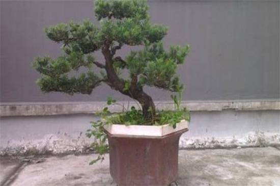 罗汉松盆景的修剪方法