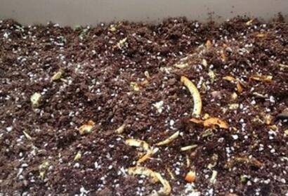 花卉养护用什么做底肥最好