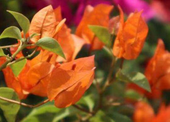 给三角梅浇水怎么才算浇透