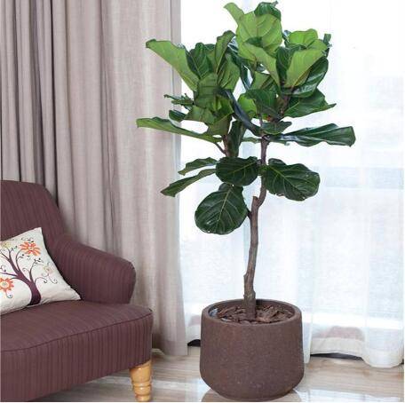 如何养好一株琴叶榕的养护技巧分享