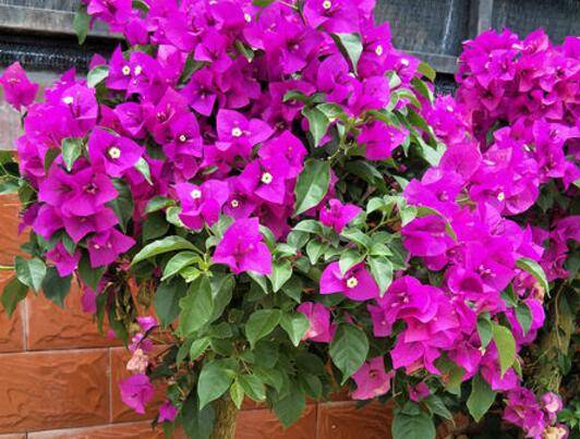 三角梅矮化的截干方法及养护