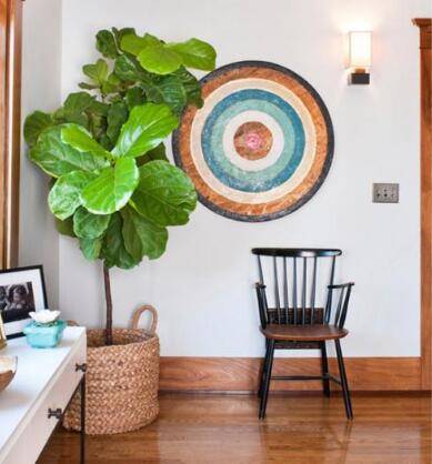 如何养好一株琴叶榕的养护技巧分享