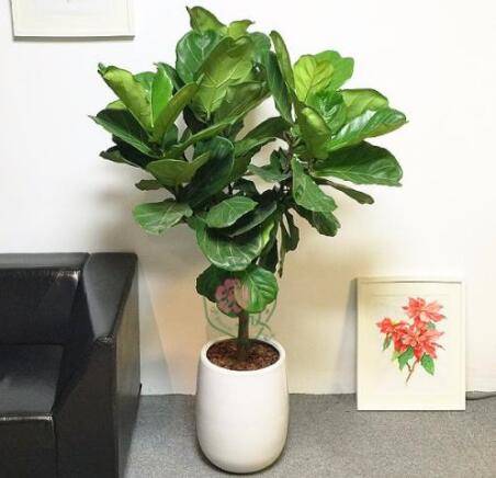 如何养好一株琴叶榕的养护技巧分享