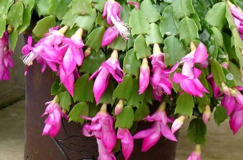 �ҵ�зצ��Ϊʲô������ зצ��������������