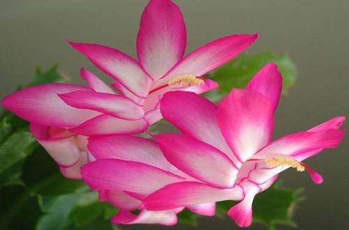 �ҵ�зצ��Ϊʲô������ зצ��������������