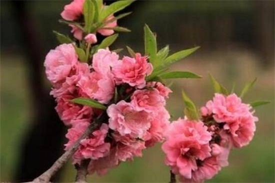 ��֦���ҵ���ֳ����